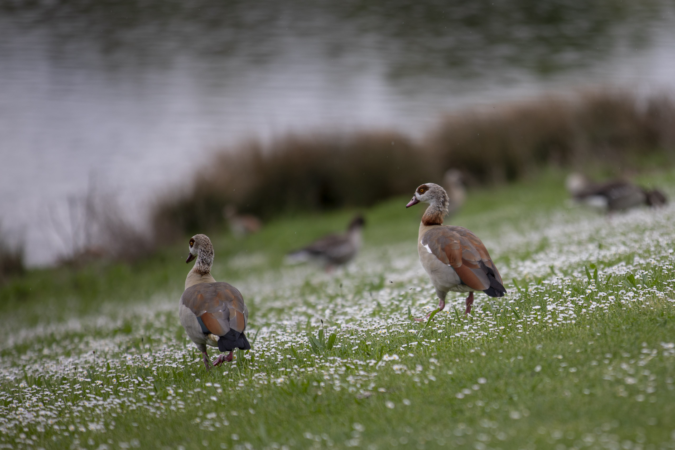 20250503132850 RD4 2460